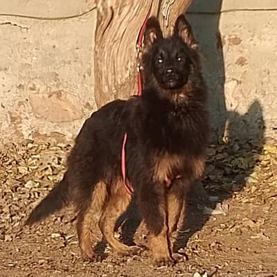 German Shepherd male long coat panch mahine for sale vaccine ok