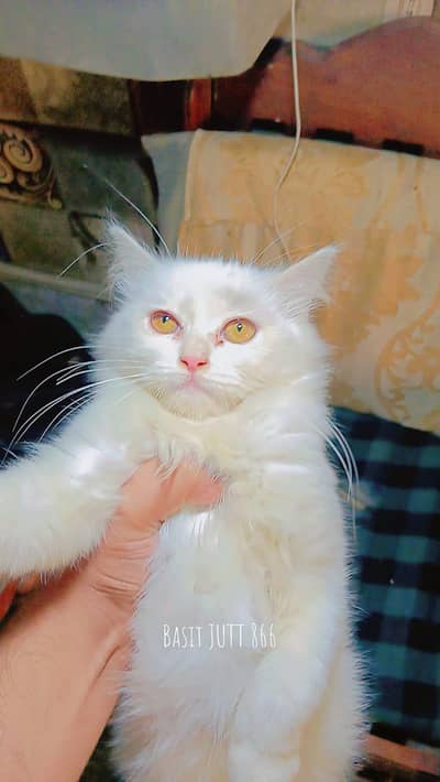 white pertion kitten pair in golded eyes