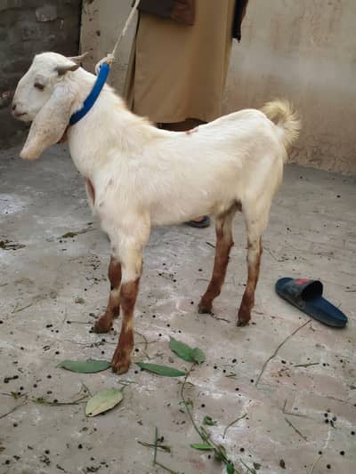 bakra for sale