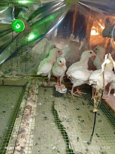 white Heera chicks for sale