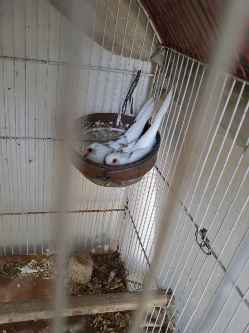 opal java pathay , gray java pathay , albino red java to fawn java pai 0