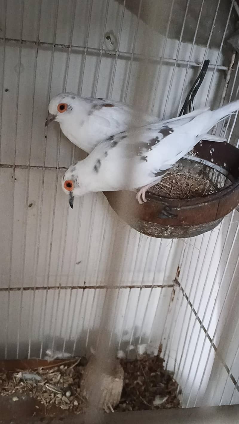 opal java pathay , gray java pathay , albino red java to fawn java pai 1