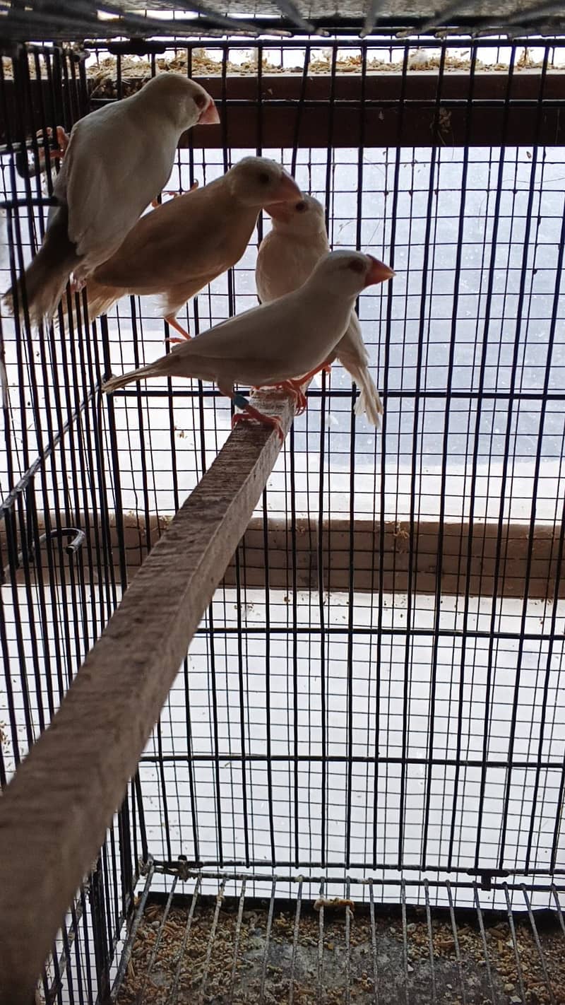 opal java pathay , gray java pathay , albino red java to fawn java pai 2