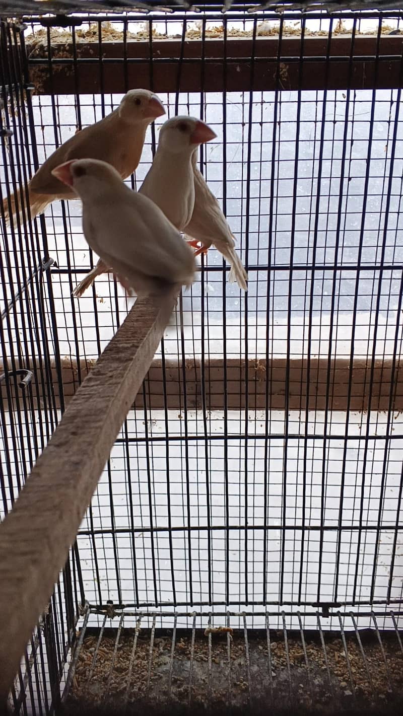 opal java pathay , gray java pathay , albino red java to fawn java pai 3