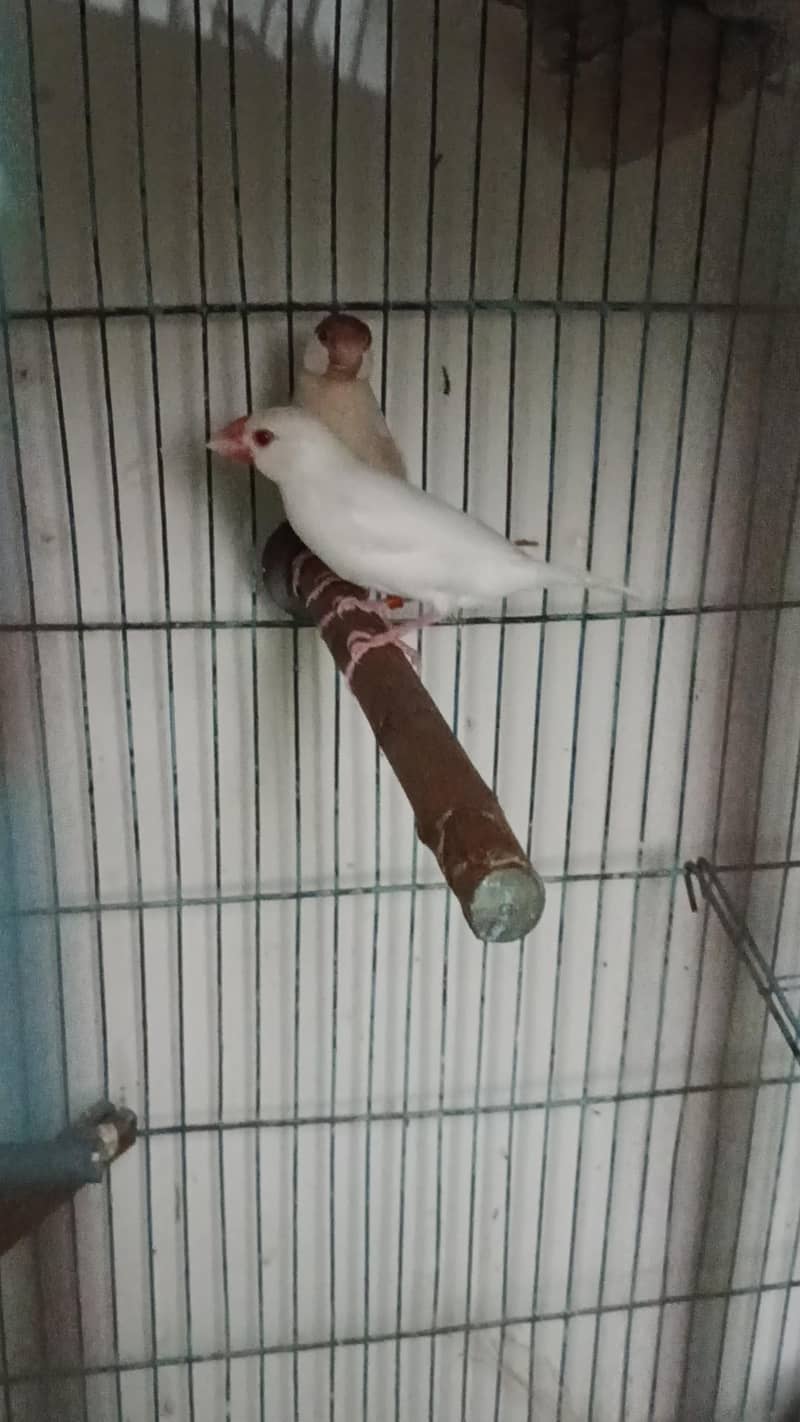 opal java pathay , gray java pathay , albino red java to fawn java pai 4