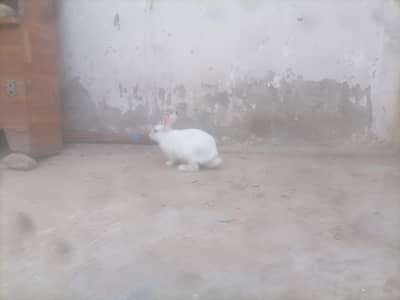 Pure white red eye Adult Breeder Male