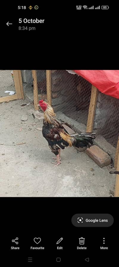 aseel murgy or murgiyan for sale