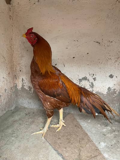 Peela Peer Shah Allam Breed