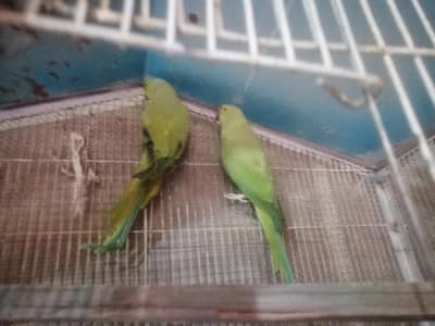 full pair hai green ring neck