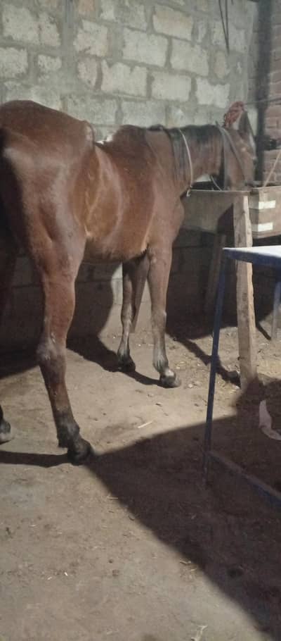 dasi Gori 5month pregnant