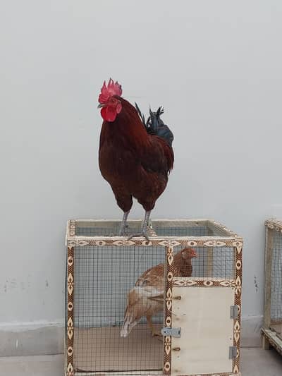 2 female hens aseel 2 other female hen + 1  misri male