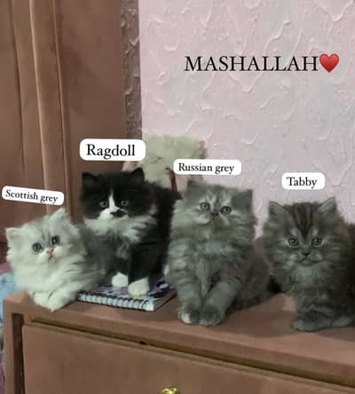 PERSIAN TRIPLE COATED KITTENS UNIQUE COLOR