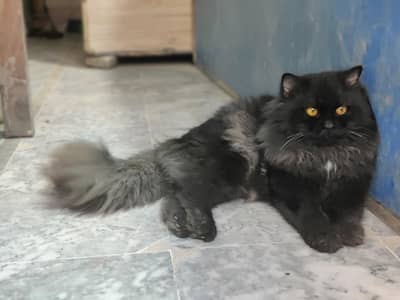 Persian adult male for sale