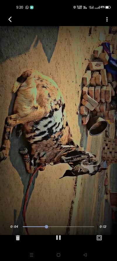 Shera print nagri bakri Shok Wali Bakri ha