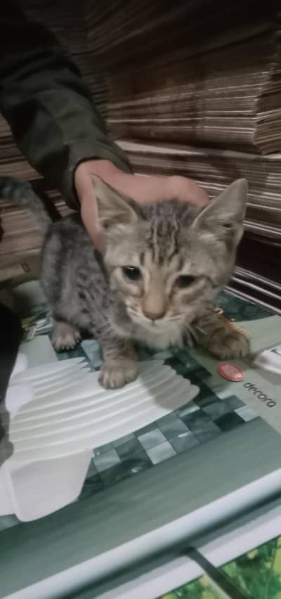  cats/ sir katee/ 1day only one sir katta