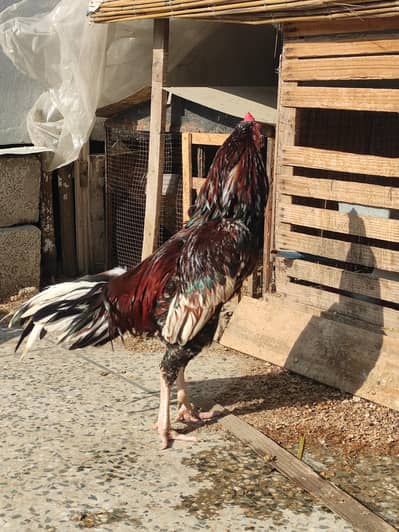 aseel cheena for sale