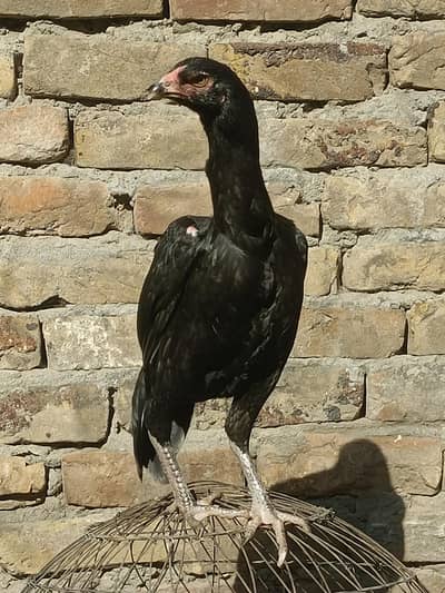 aseel mianwali shamo parrot beak