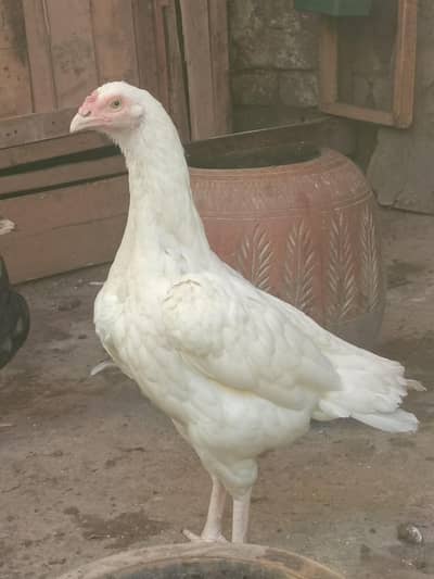 aseel mianwali shamo parrot beak