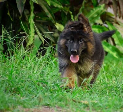 German Shepherd puppy | Long Coat puppies | Dog For Sale | GSD