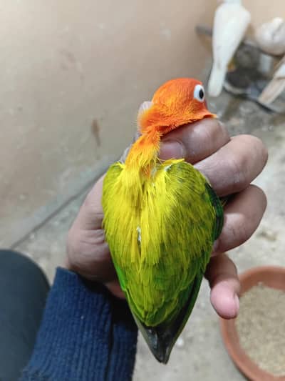 lovebirds sasste mil jyn ge