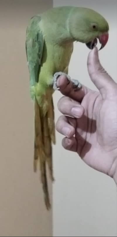 Handtame ringneck male for sale