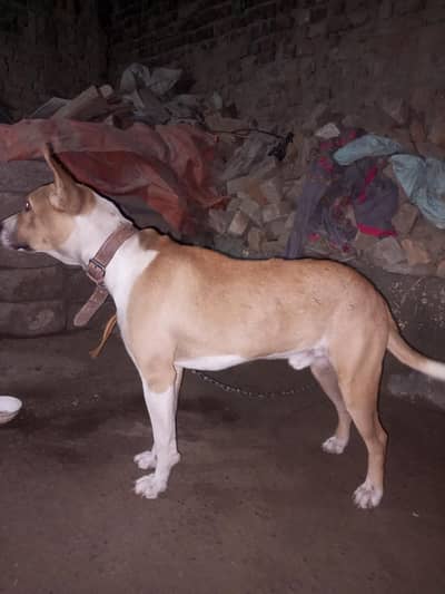 ye male h vilaati gulltair  h or gardin dog h full halthy h jis