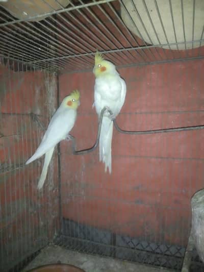 Cream cocktail for sale