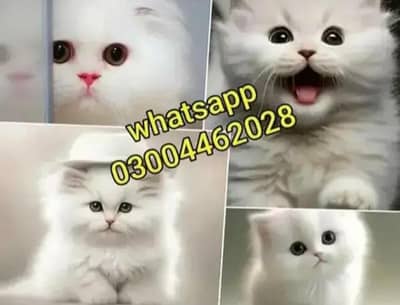 Persian Kittens | Persian Cat | Punch Face Persian | Triple Coated