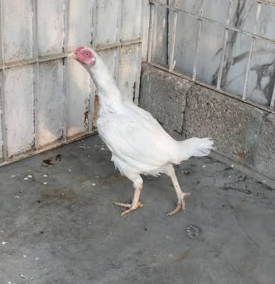 Hera females egg laying