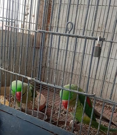Raw parrot breeding pair