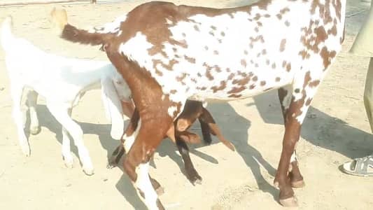 2 Bacchon Ka Sath Makkah Chini Bakri For Sale/ 03147608930