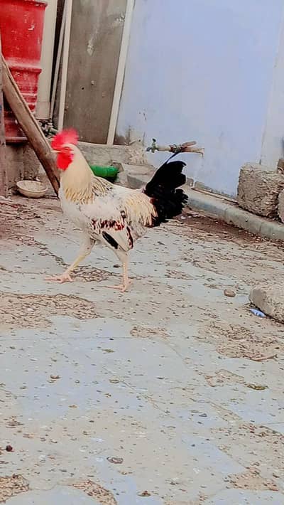 home breed hai mere 2 murge hmm ready hai bilkul