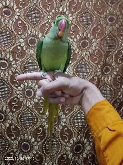 fully hand team o bite parrot for sale 03054636833