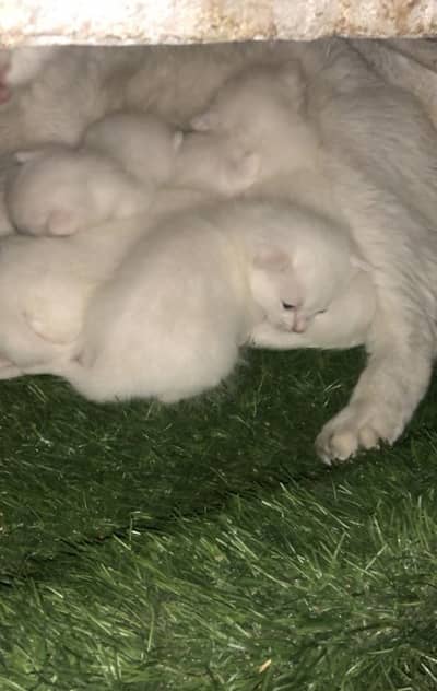 Good price 1 baby 5000 4 baby 18000