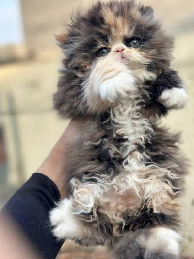 pur peke face CFA female