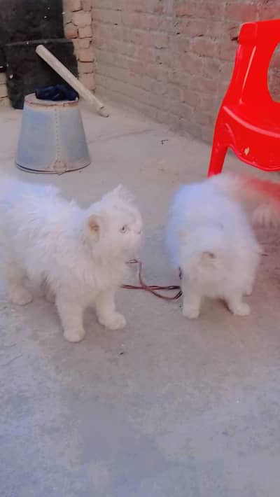 Persian cat/ persian  kitten/ punch face/ doll face / triple coat cat