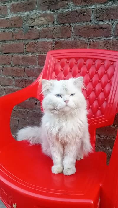 Persian cat/ persian  kitten/ punch face/ doll face / triple coat cat