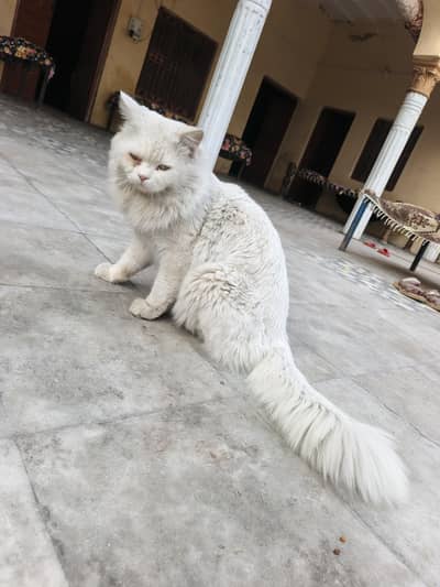 Persian Cat
