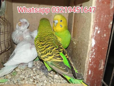 Australian parrot Pair with 2 children for sale