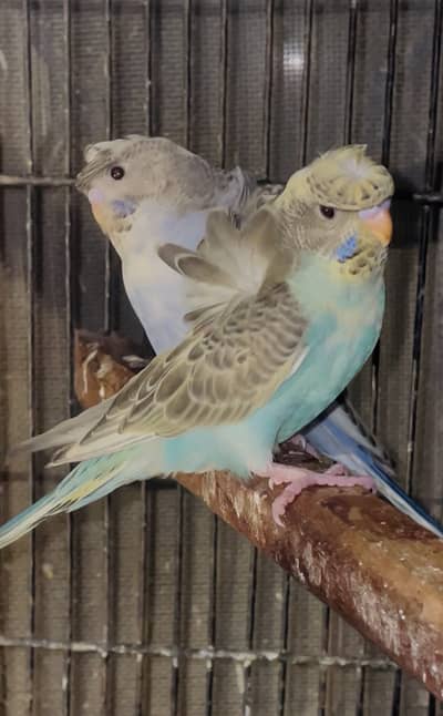 recessive pied hogoromo pair budgies