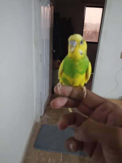 handtame budgie female