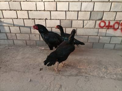 1 Mushka + 2 Mushki madiyan