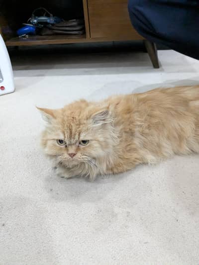 Persian cat doll face