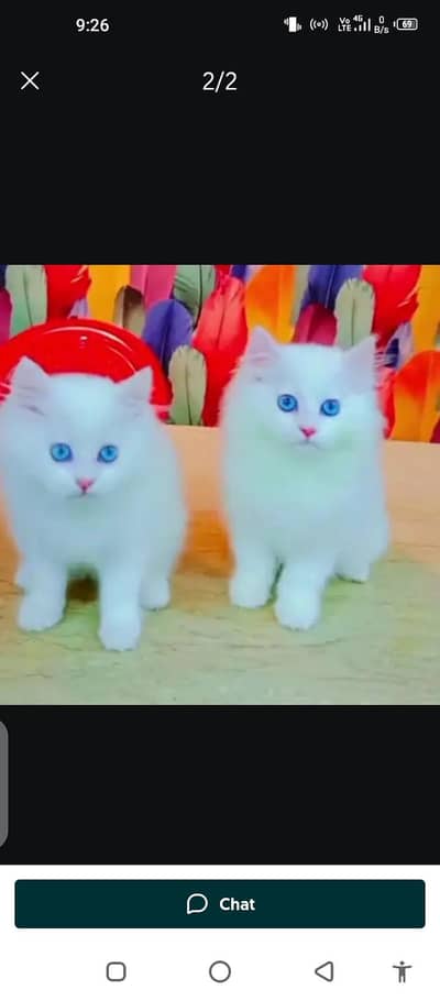 Persian cat for sale male or female my WhatsApp 03294376841
