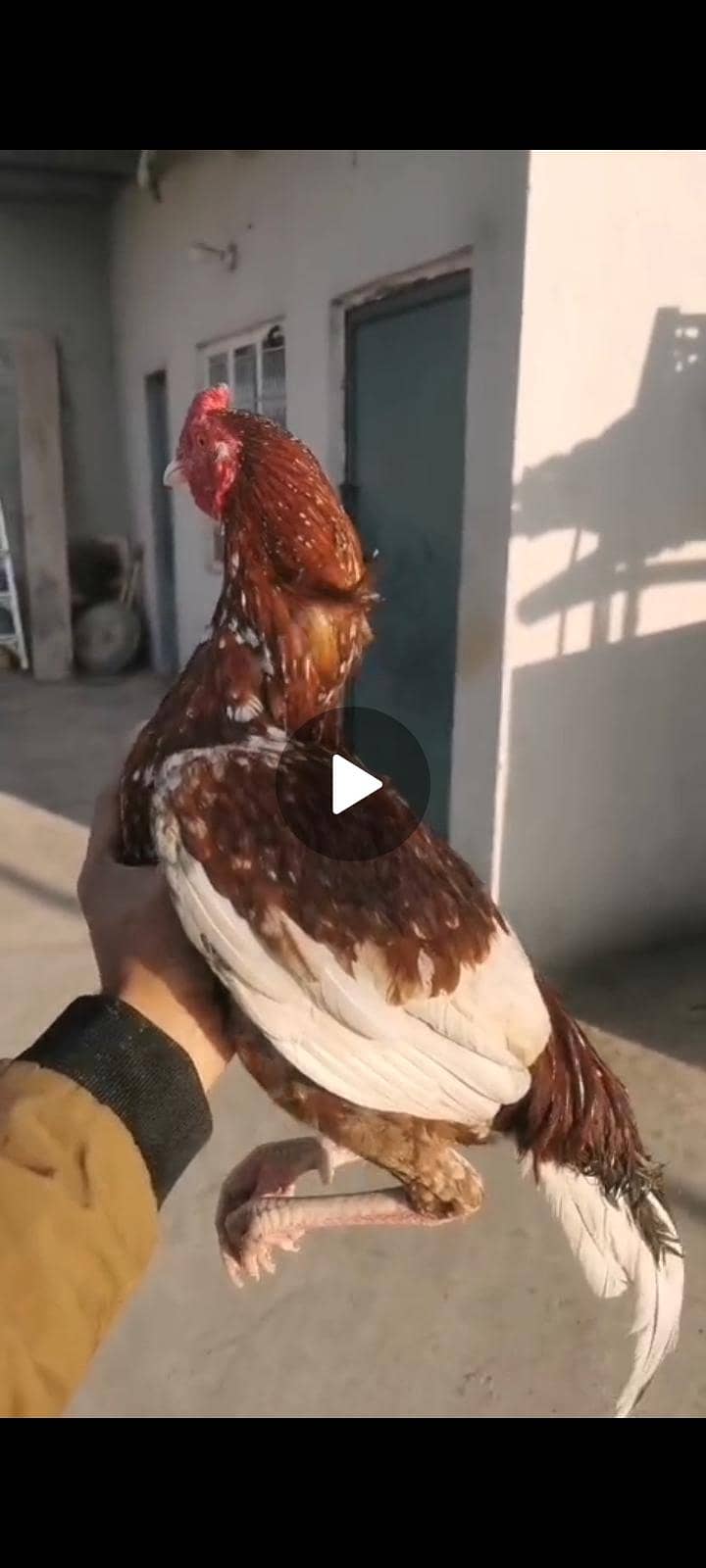 دو مرغے ایک مرغی 3