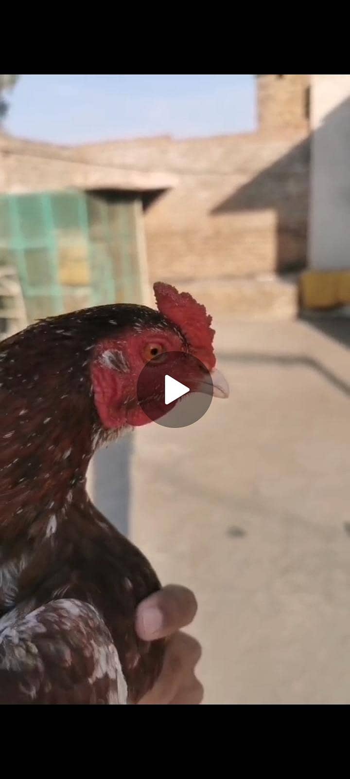 دو مرغے ایک مرغی 5