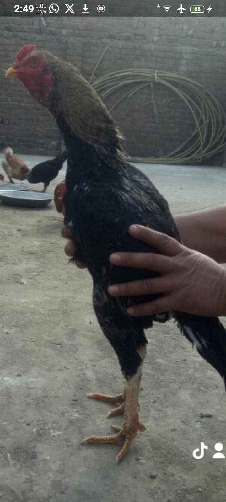 دو مرغے ایک مرغی 7