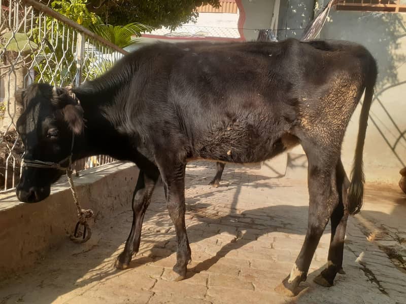 پیور ولاتیی بچھڑی 0