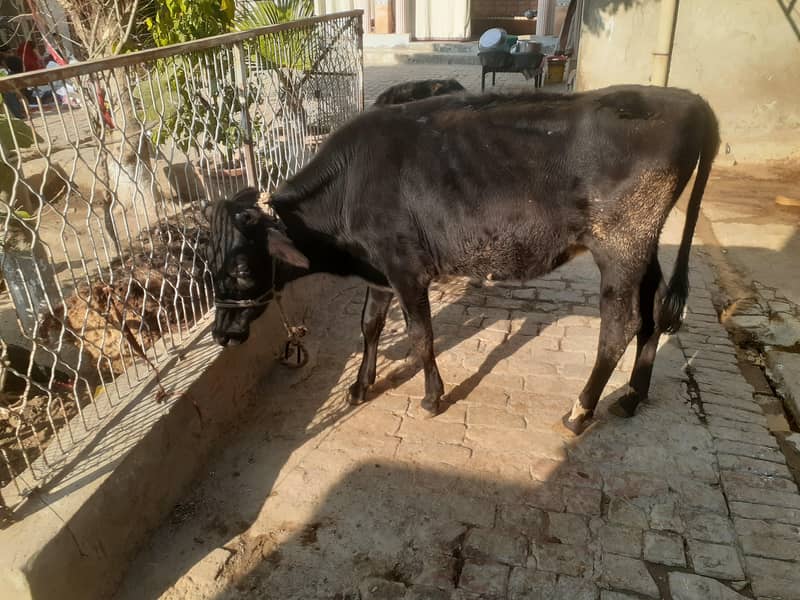 پیور ولاتیی بچھڑی 1