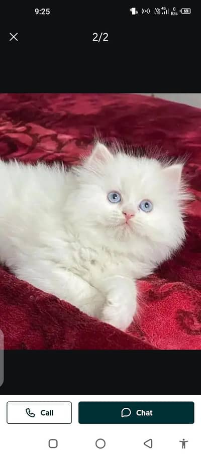 Persian cat for sale male or female my WhatsApp 03214376841